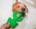 Cactus Shape Dog Toothbrush Stick Puppy Dental Care Brushing Stick Effective Doggy Teeth Cleaning Massager Natural Rubber Bite Resistant Chew Toy