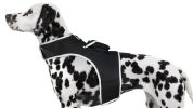 Get Realtime Location Update w/ Pet Tracker GPS Tracking Collars for Dogs Size:M