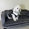 PawHut Comfortable Large Dog Couch Charcoal Gray with Foam Cushioning and Extra Pillow for Medium and Large Dogs