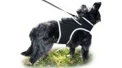 Get Realtime Location Update w/ Pet Tracker GPS Tracking Collars for Dogs Size:M
