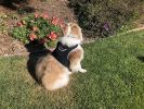 Get Realtime Location Update w/ Pet Tracker GPS Tracking Collars for Dogs Size:M