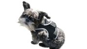 Get Realtime Location Update w/ Pet Tracker GPS Tracking Collars for Dogs Size:M