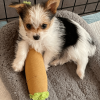 My Name is B, Cute Stuffed Parody Blunt Dog Toy, Funny Squeaky Weed Toy, Cool Plush Novelty 420 Gift for Pets & Their Owners